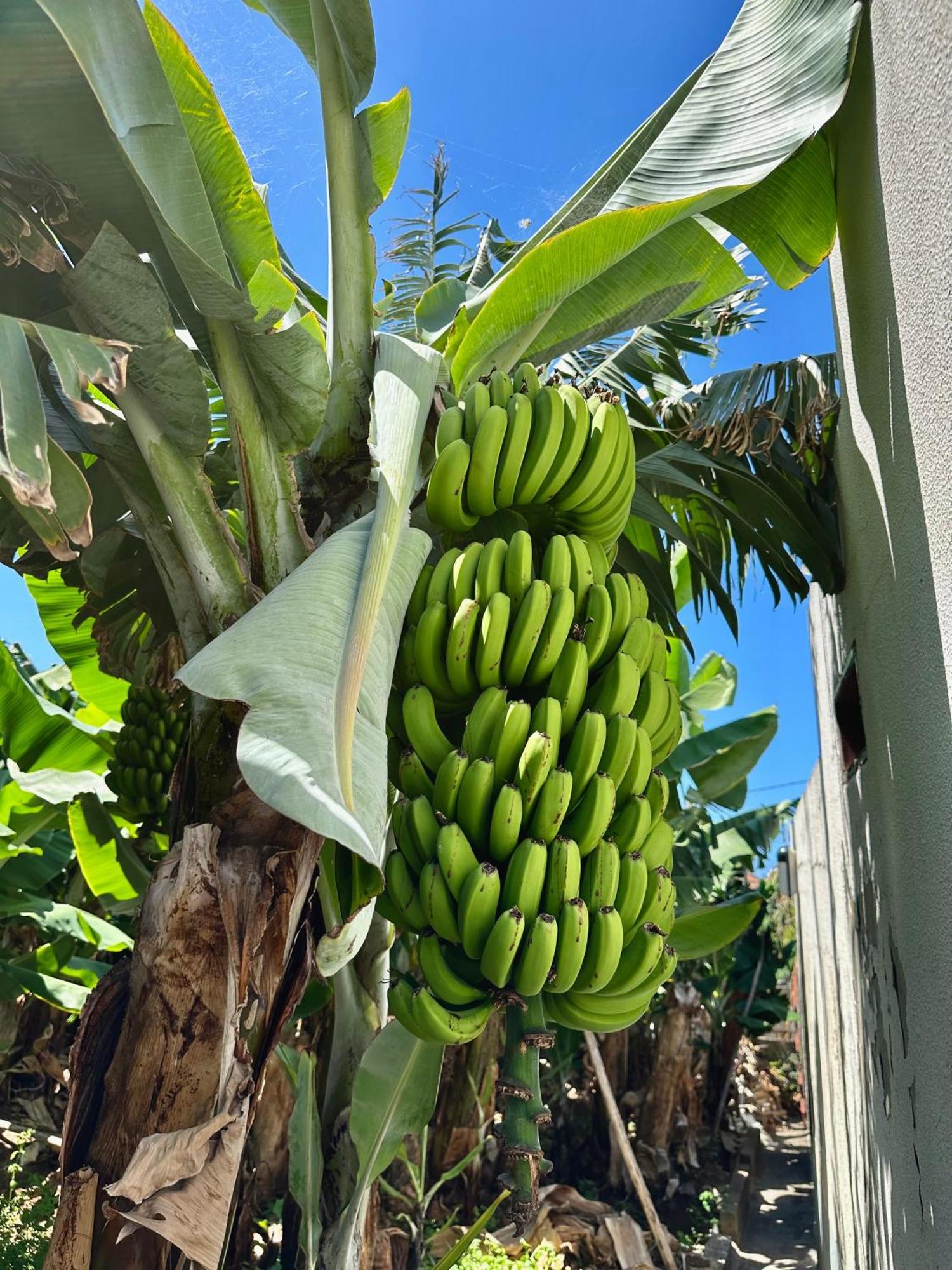 Oasis Suites - Funchal Экстерьер фото
